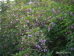 Strobilanthes callosus fullplant2.jpg